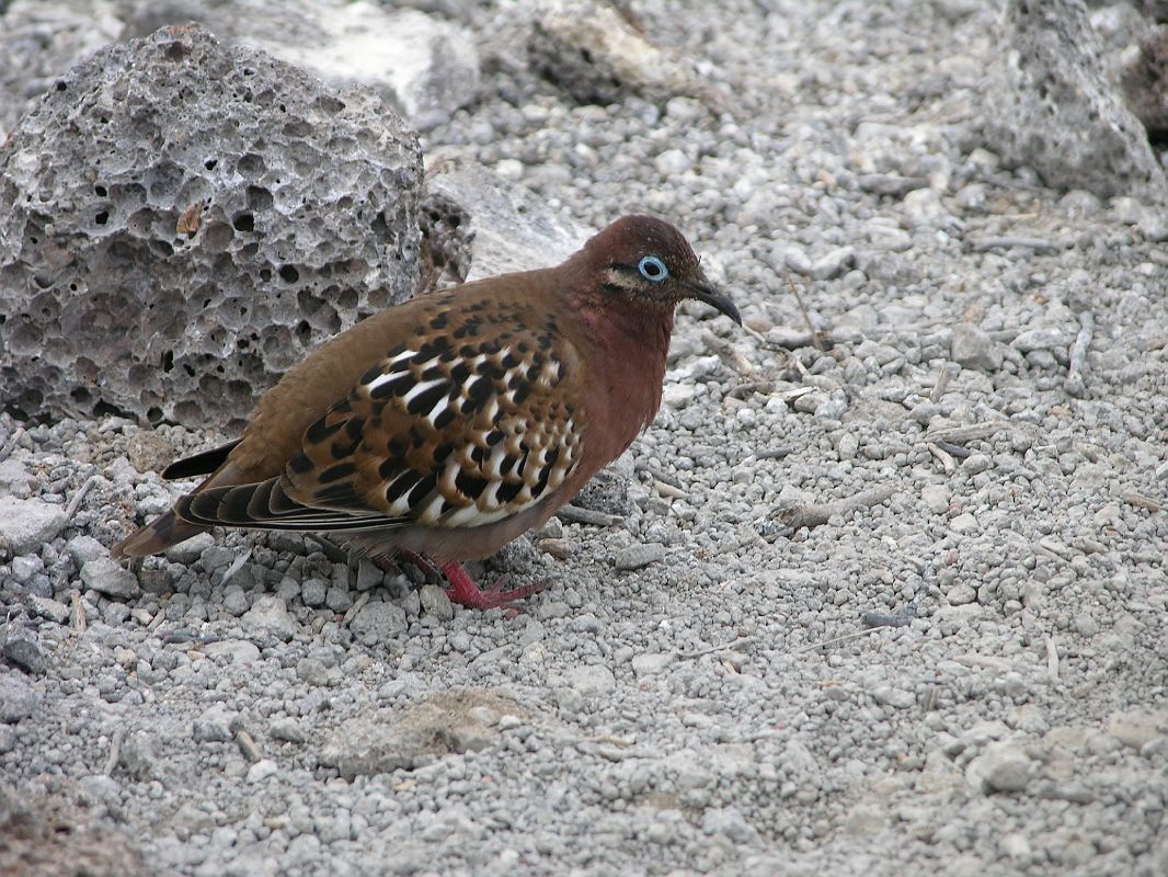 Galapagos 7-1-03 Genovesa Prince Philips Steps Galapagos Dove